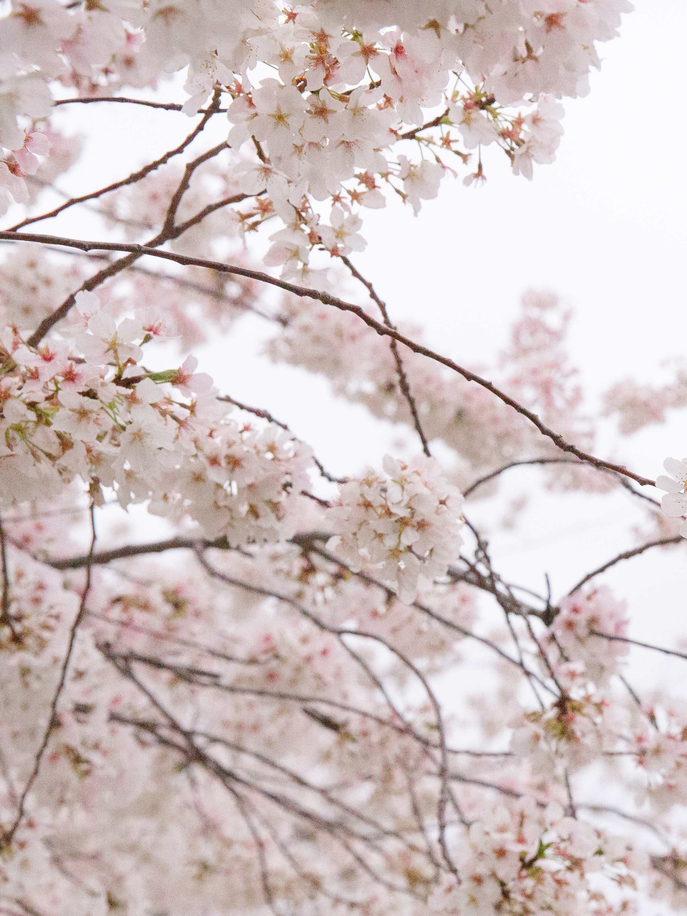 The sakura in Washington DC